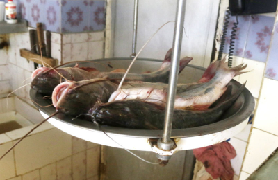 Alto pescado: el kilo de surubí llegó a $ 1500 en Semana Santa