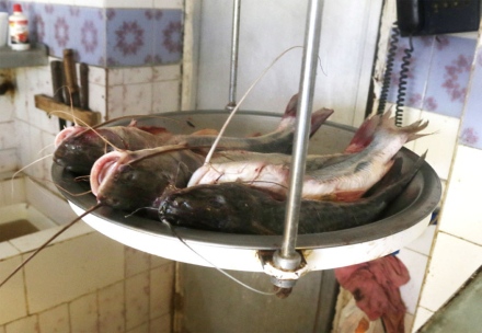 pescado.jpg