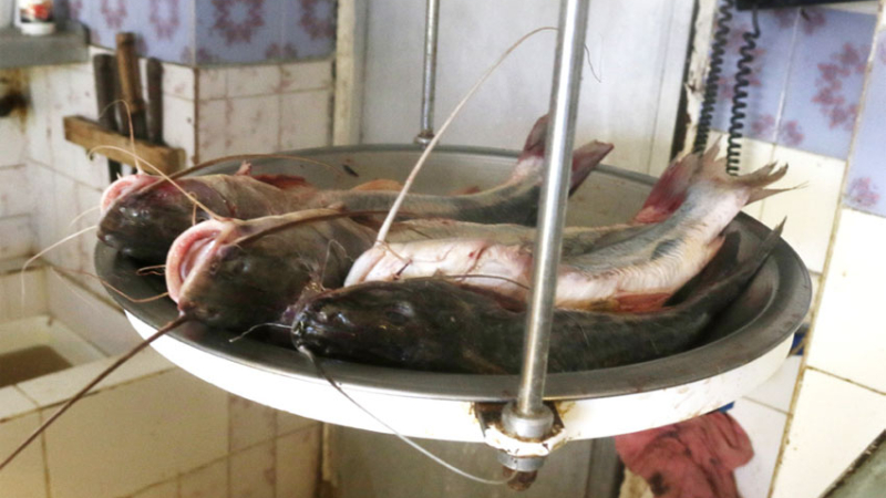 Alto pescado: el kilo de surubí llegó a $ 1500 en Semana Santa