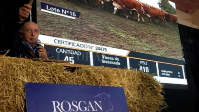 Rosgan remata hoy más de 14 mil cabezas