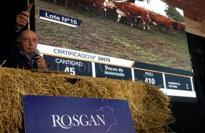 Rosgan remata hoy más de 14 mil cabezas
