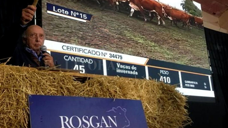 Rosgan remata hoy más de 14 mil cabezas