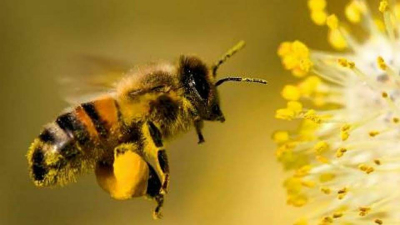 La abeja, es socia de la ganadería