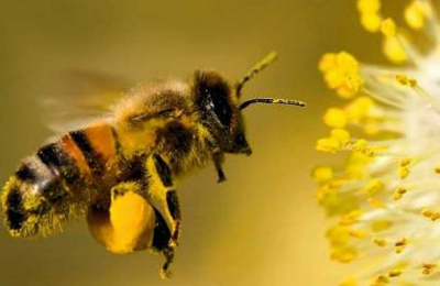 La abeja, es socia de la ganadería