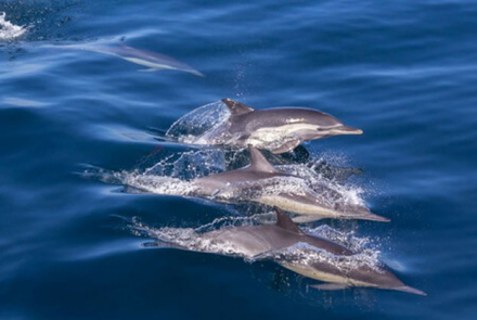delfines.jpg