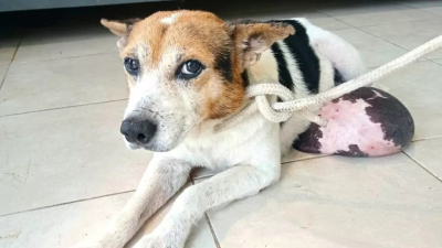 Necesitan reunir 18 mil pesos para operar a un perrito con un tumor