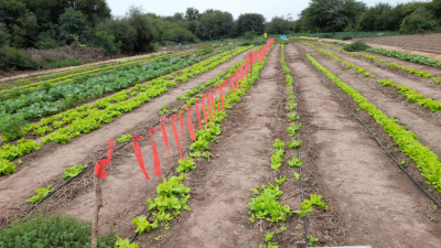 Las huertas "explotan" de producción gracias a las lluvias