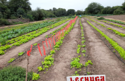 Las huertas "explotan" de producción gracias a las lluvias