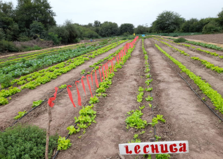 huerta.jpg