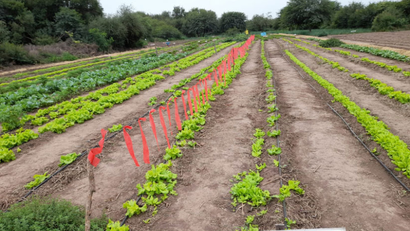 Las huertas "explotan" de producción gracias a las lluvias