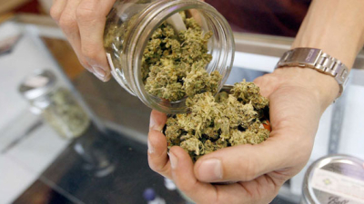 El Chaco se suma a la producción de cannabis medicinal