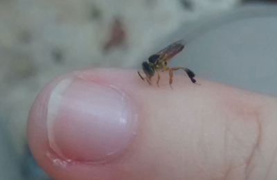 "Yateí", la abeja nativa sin aguijón