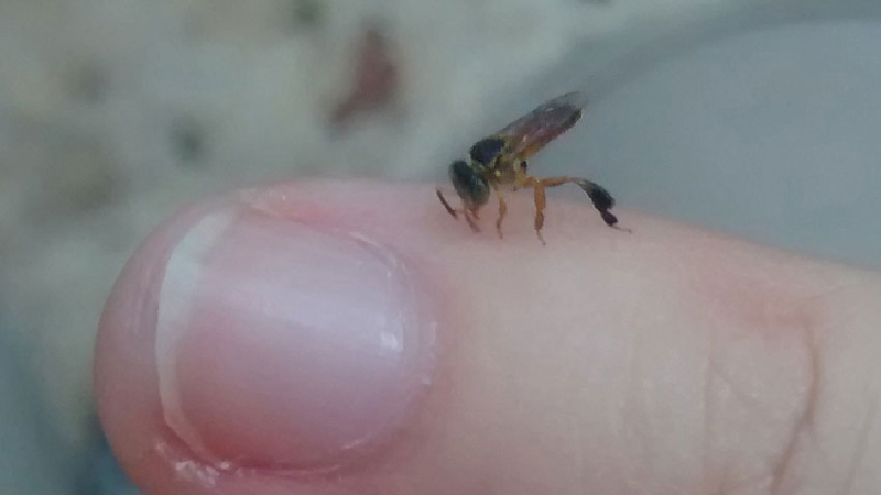 "Yateí", la abeja nativa sin aguijón