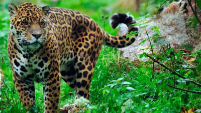 Con la llegada de tres yaguaretés al Chaco, se afianza la recuperación de la especie en la región