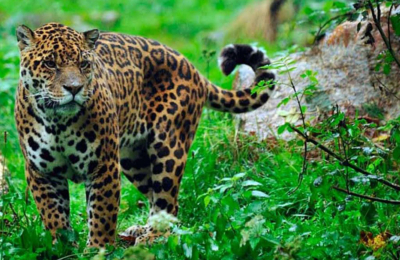 Con la llegada de tres yaguaretés al Chaco, se afianza la recuperación de la especie en la región