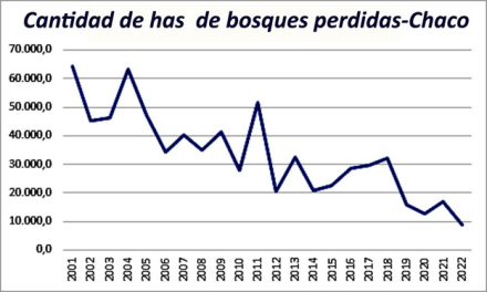 Cantidad-has-de-bosques-perdidas.jpg