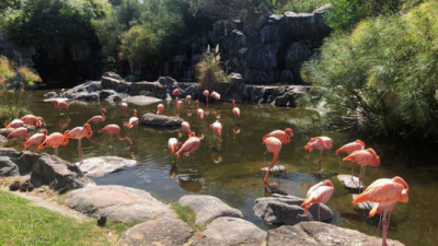 Vacaciones de invierno 2022: cuánto sale la entrada a Temaikén y cuáles son los descuentos