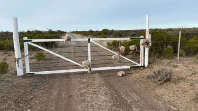 Macabro: robaron ovejas y dejaron las cabezas colgadas de la tranquera