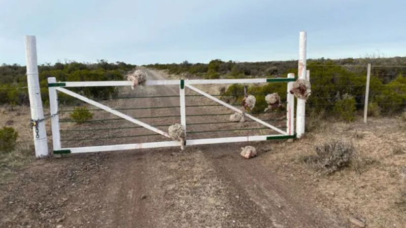 Macabro: robaron ovejas y dejaron las cabezas colgadas de la tranquera