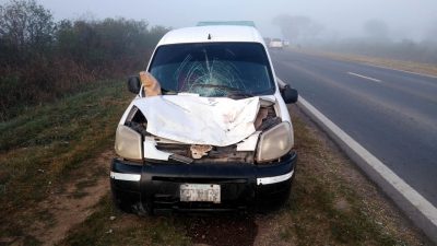 Otra vez, los animales sueltos en rutas chaqueñas ocasionan grave accidente