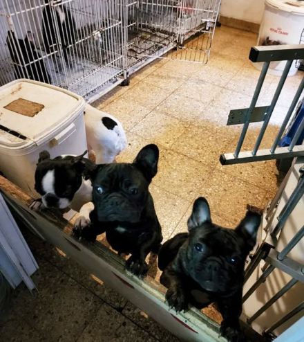 perros-villa-crespo2.jpg