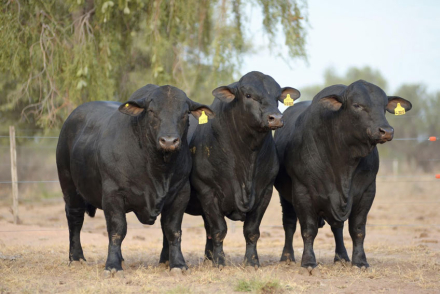 Brangus-remata-Pampa-delIndio.jpg
