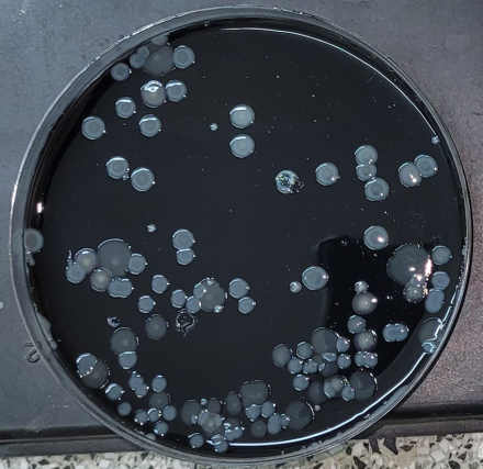 Legionella 1.jpg