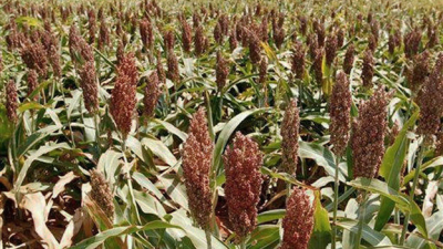 Sorgo: tips tecnológicos para los planteos de siembra
