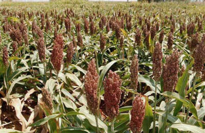 Sorgo: tips tecnológicos para los planteos de siembra