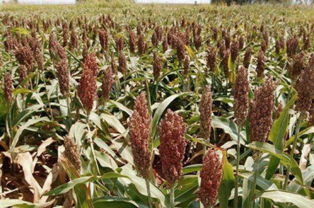sorgo.JPG