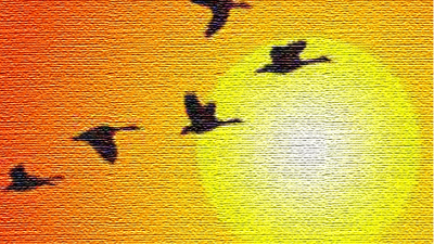 El cielo de los gansos