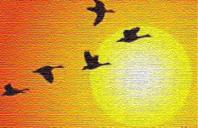 El cielo de los gansos  