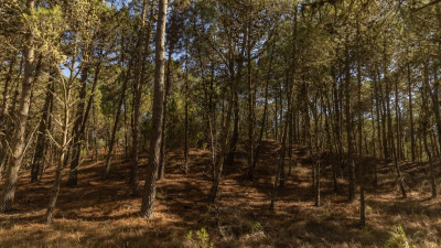 "Experiencia consciente": prácticas que recomiendan los especialistas para reconectarnos con la naturaleza