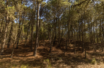 "Experiencia consciente": prácticas que recomiendan los especialistas para reconectarnos con la naturaleza