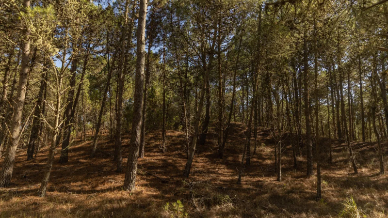 "Experiencia consciente": prácticas que recomiendan los especialistas para reconectarnos con la naturaleza