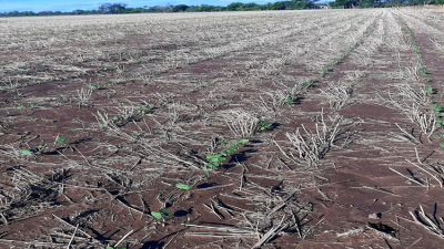Las lluvias rearman el planteo de los campos en la región