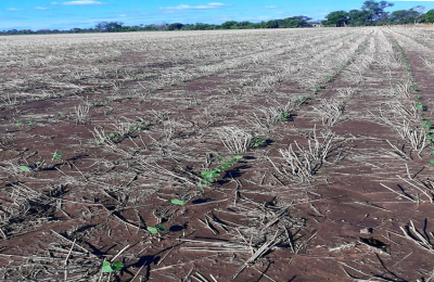 Las lluvias rearman el planteo de los campos en la región