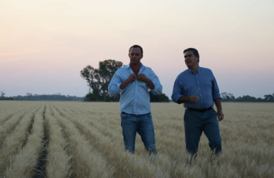 Trigo: Capitanich estimó la siembra de 160.000 hectáreas