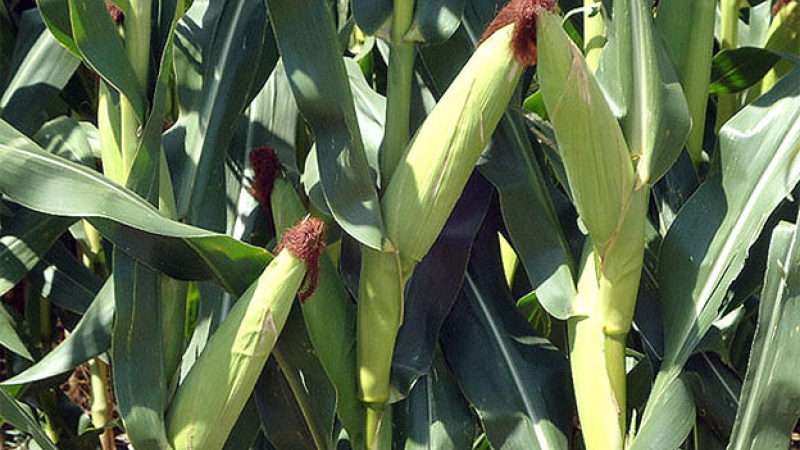 Más de 250 productores chaqueños pidieron compensación por soja y maíz