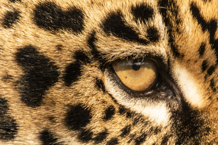 Yaguarete - Rewilding_Argentina - Rafael Abuin - 00001 (3).jpg