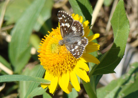 flor.JPG