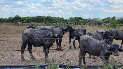 Por la sequía, habrá una merma en la hacienda y subirá la carne