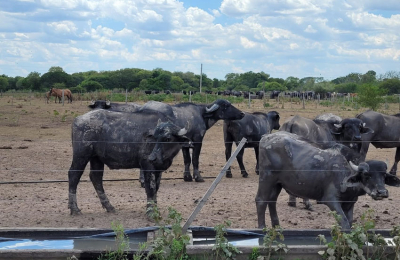 Por la sequía, habrá una merma en la hacienda y subirá la carne