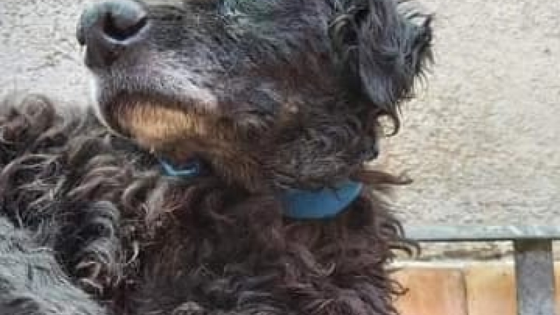 Tini necesita de ayuda para poder curarse