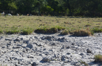 El mercado hortícola sin producción por efecto del calor y la sequía