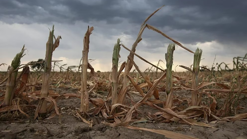 "El panorama es preocupante": el clima no le da tregua al campo y se complica la campaña de soja y maíz