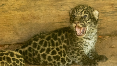 Emoción: nacieron dos nuevos ejemplares de yaguaretés en el Impenetrable