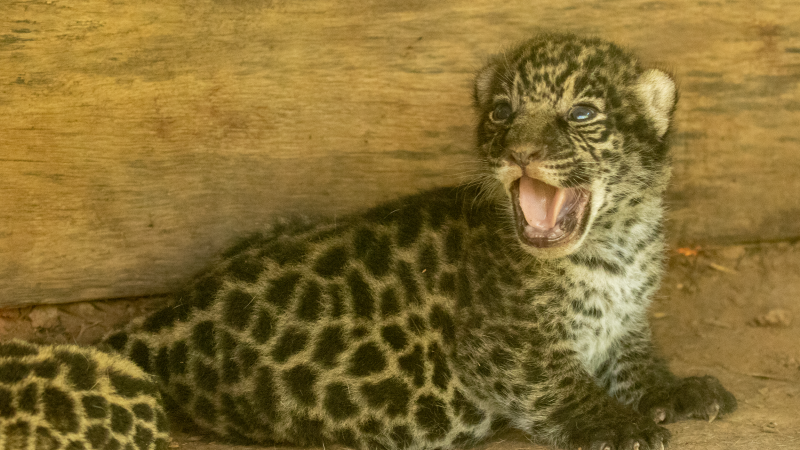 Emoción: nacieron dos nuevos ejemplares de yaguaretés en el Impenetrable