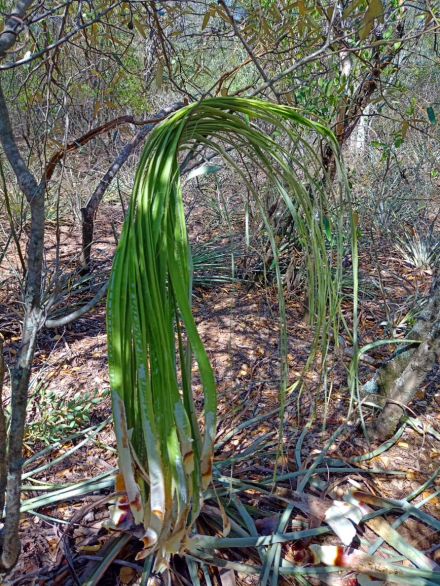 artesanas9.jpg