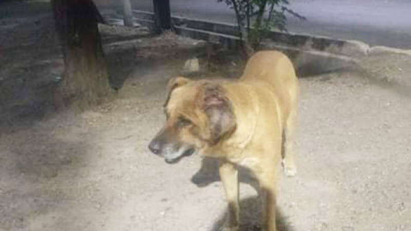Solicitan ayuda para salvar a Billy